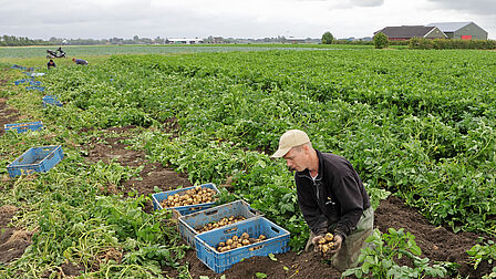 Een foto van een aardappelveld met de Opperdoezer Rondes.Geknield rooit een man rooit hij handmatig de aardappels. Naast hem staan een drie kistjes met aardappels.