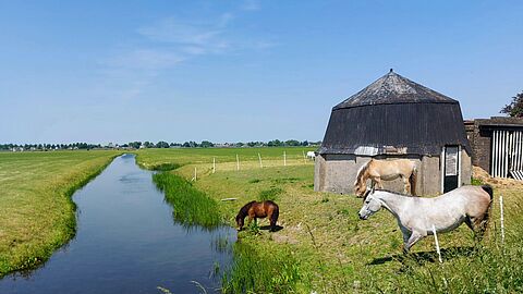 Sloot tussen weilanden met paarden