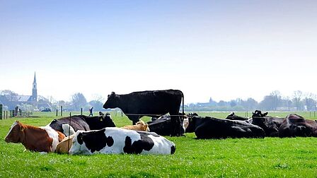 Koeien in een weiland.