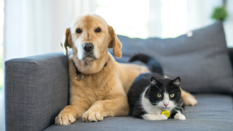 Hond en kat op de bank