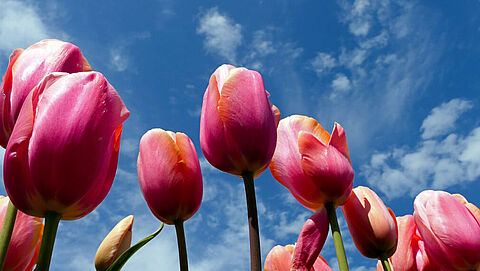 Een close up foto met roze tulpen met een blauwe lucht op de achtergrond