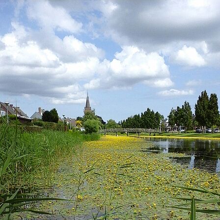 Een brede sloot met een bloemenzee van gele waterlelies. Aan de horizon is de kerk te zien. 